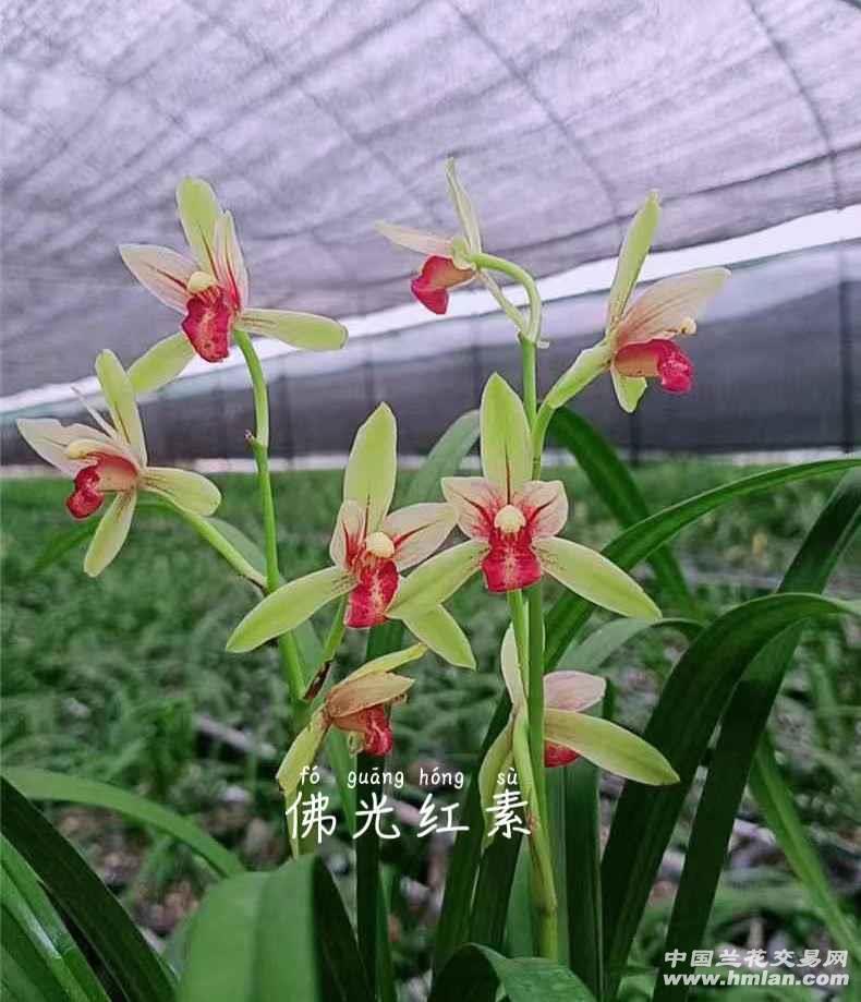 佛光