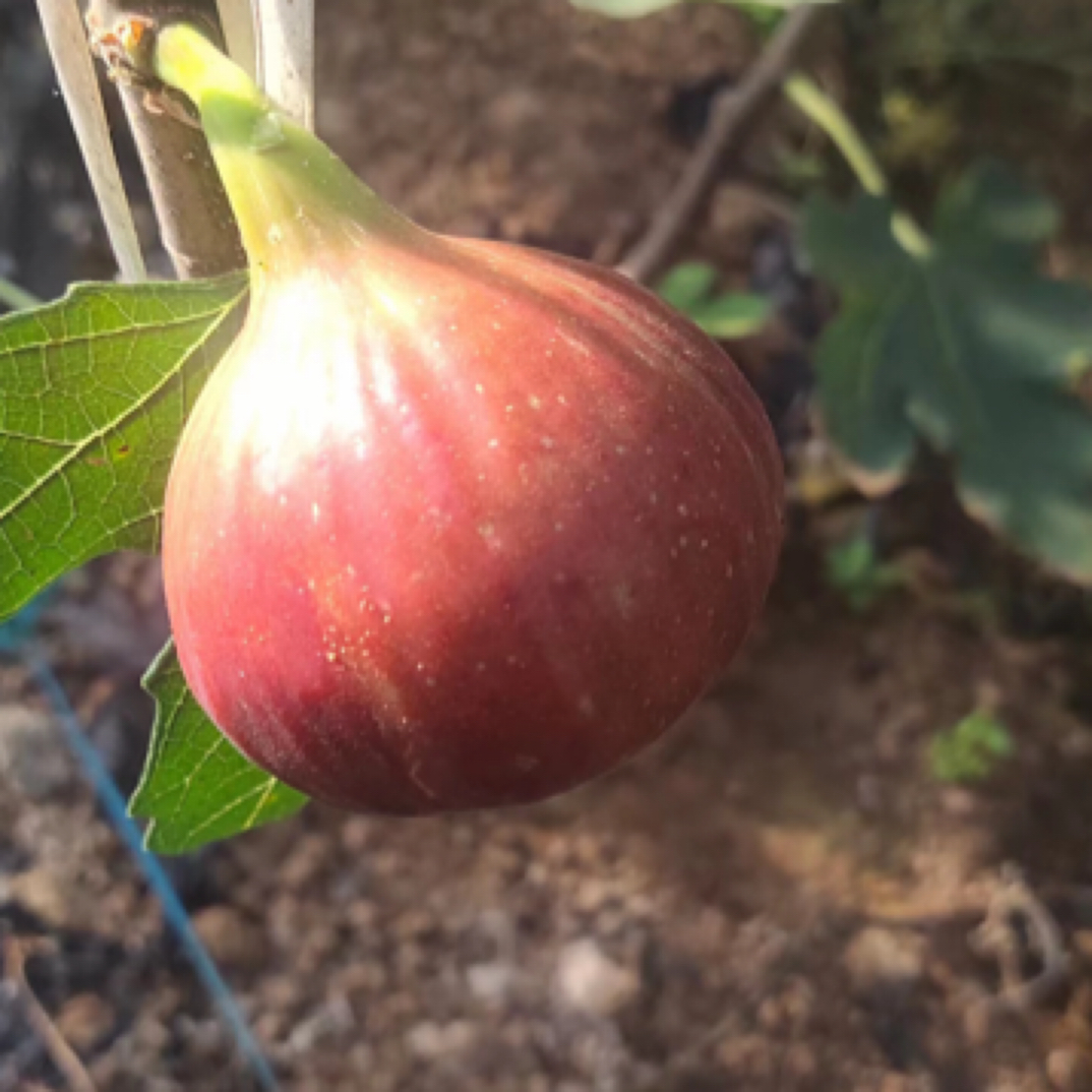 特大 耐寒无花果树苗 无花果苗盆栽无花果矮化四季种植当年结南北