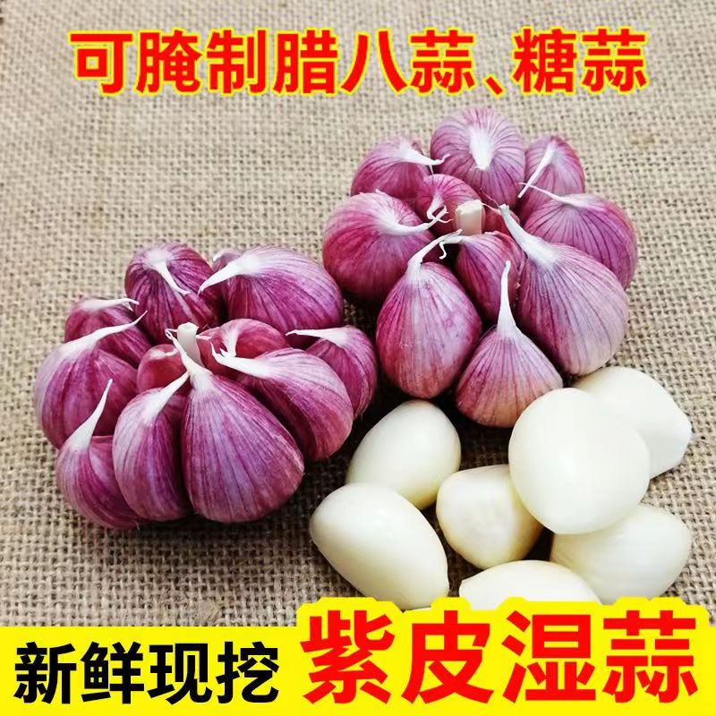 云南紫皮大蒜多瓣蒜湿蒜鲜蒜现挖出口品质直供低价批发