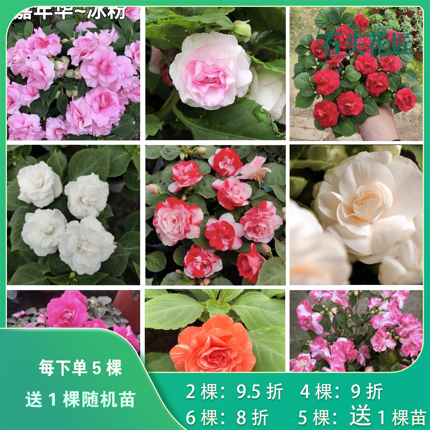 石头花匠重瓣凤仙花12个品种 水梅花阳台四季花卉盆栽指甲花