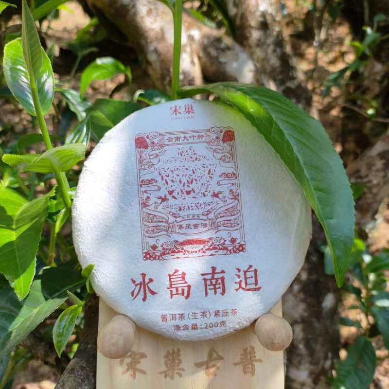 冰岛南迫2021古树头春，200克饼茶，兰香高入口甜，茶气足