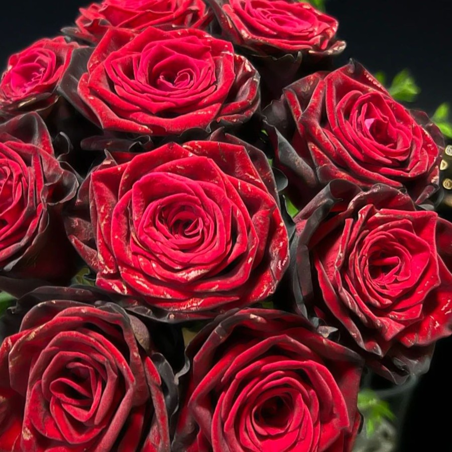 漫阳月季 E/F/G/H【品种合集❷】月季庭院切花盆栽阳台开花浓香多季