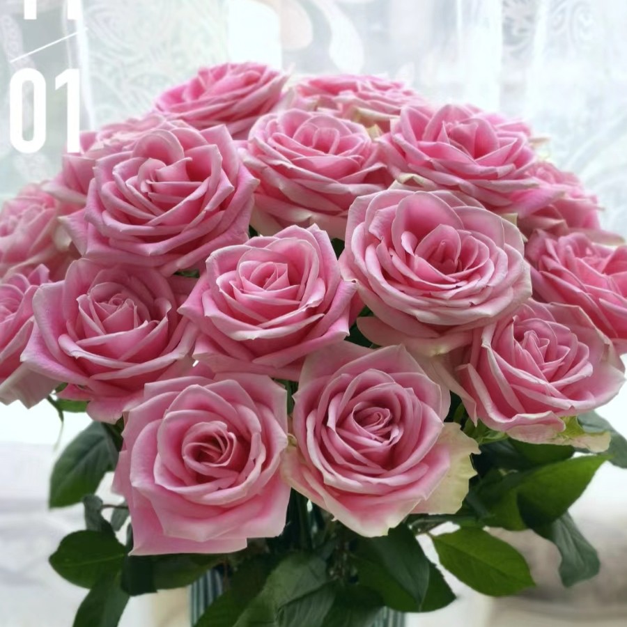 漫阳月季 M/N/O/P【品种合集❹】灌木欧月月季四季开花浓香庭院阳台