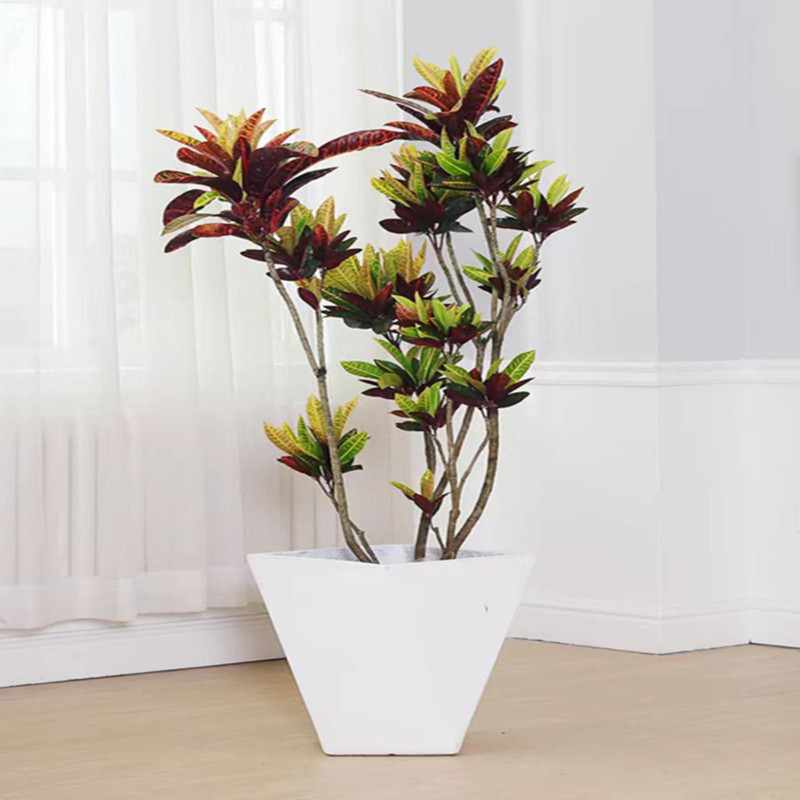 变叶木盆栽室内大型植物客厅阳台网红绿植造型变色木