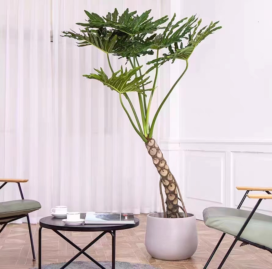 春羽盆栽苗春雨春芋室内小大型观叶绿植物四季常青耐阴吸甲醛美观