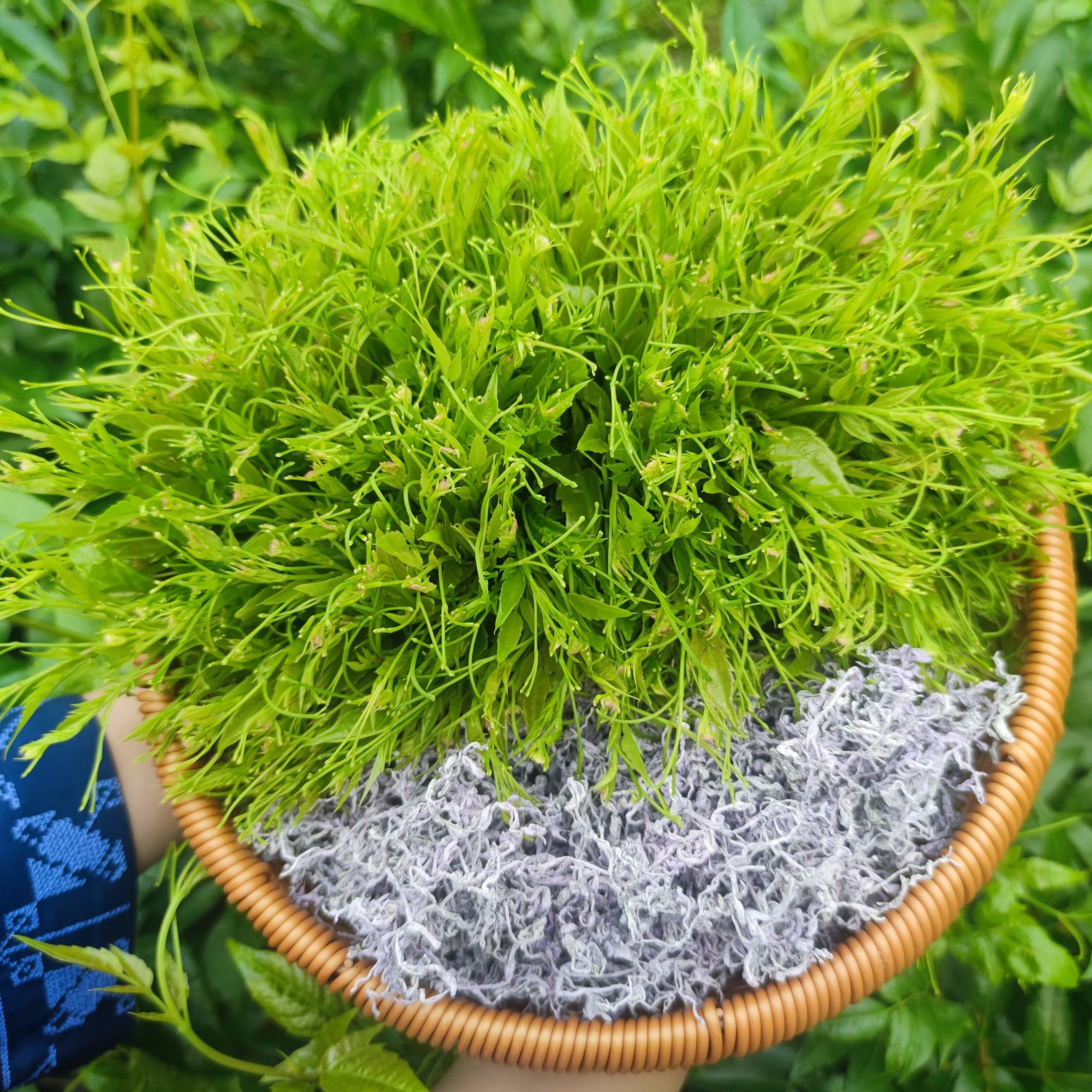 （莓茶）湘西永顺莓茶