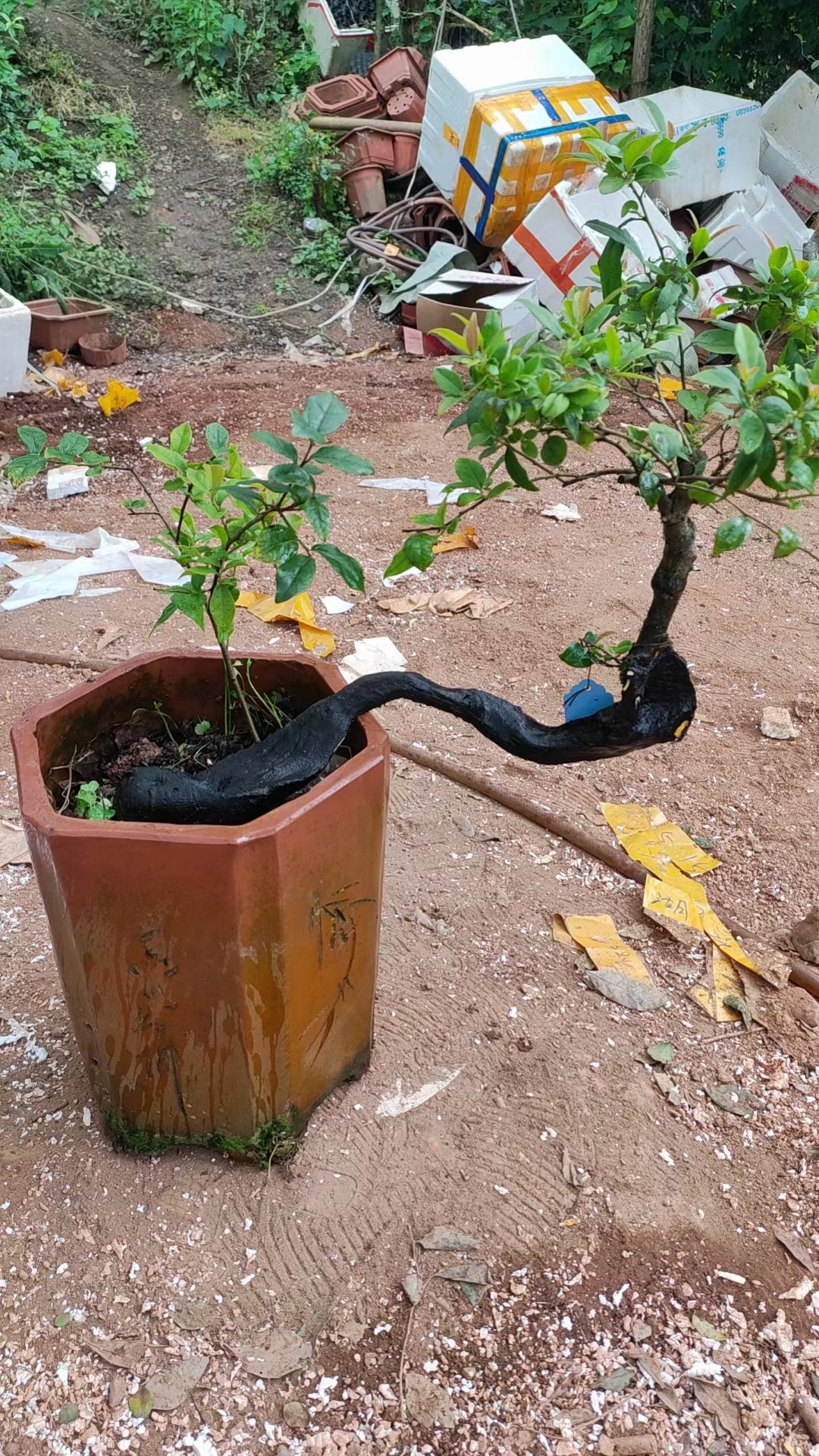 灌木乔木金蛋子素材直播用