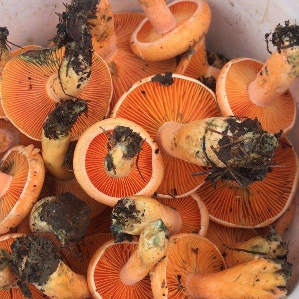 云南。野生菌500克