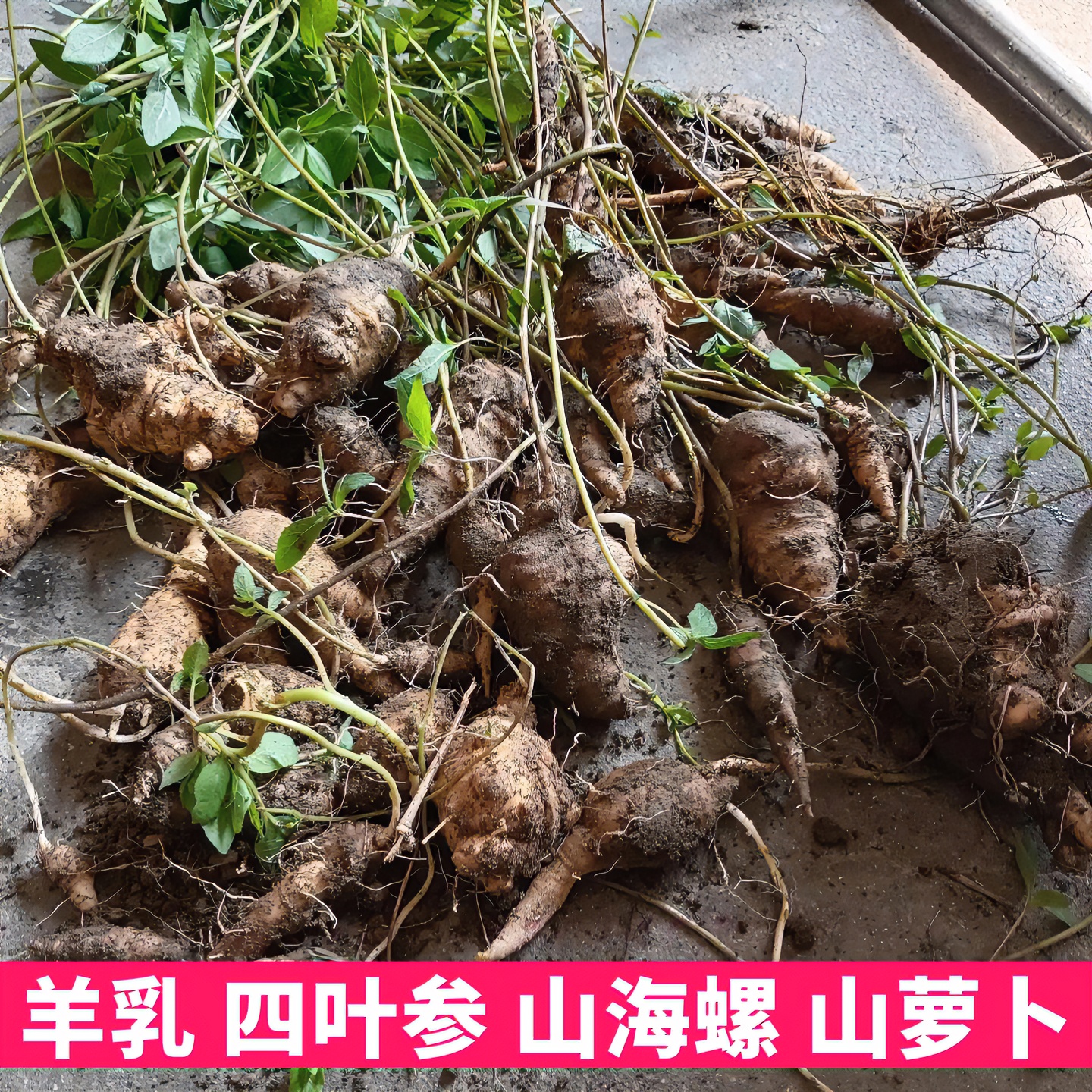 四叶参山海螺羊乳山萝卜山货现收新鲜干货切片党参条