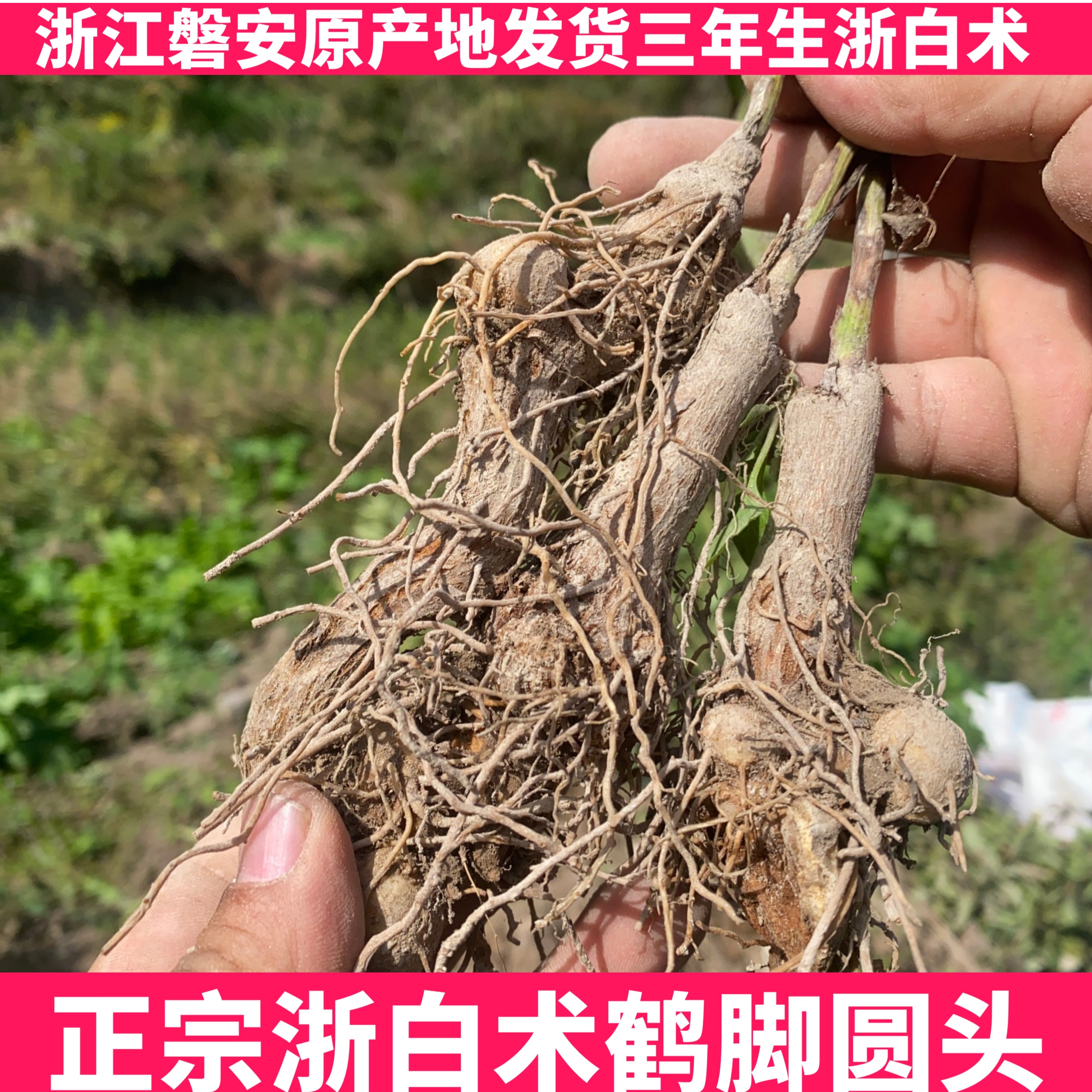 白术浙白术老品种浙白术3年白术於术白术鹤云头浙江磐安县原产地