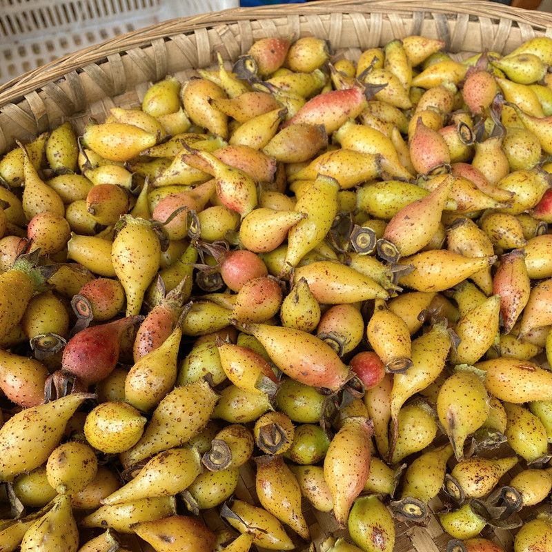 金樱子今年新货 现摘新鲜干货都有泡酒煲汤搭配覆盆子