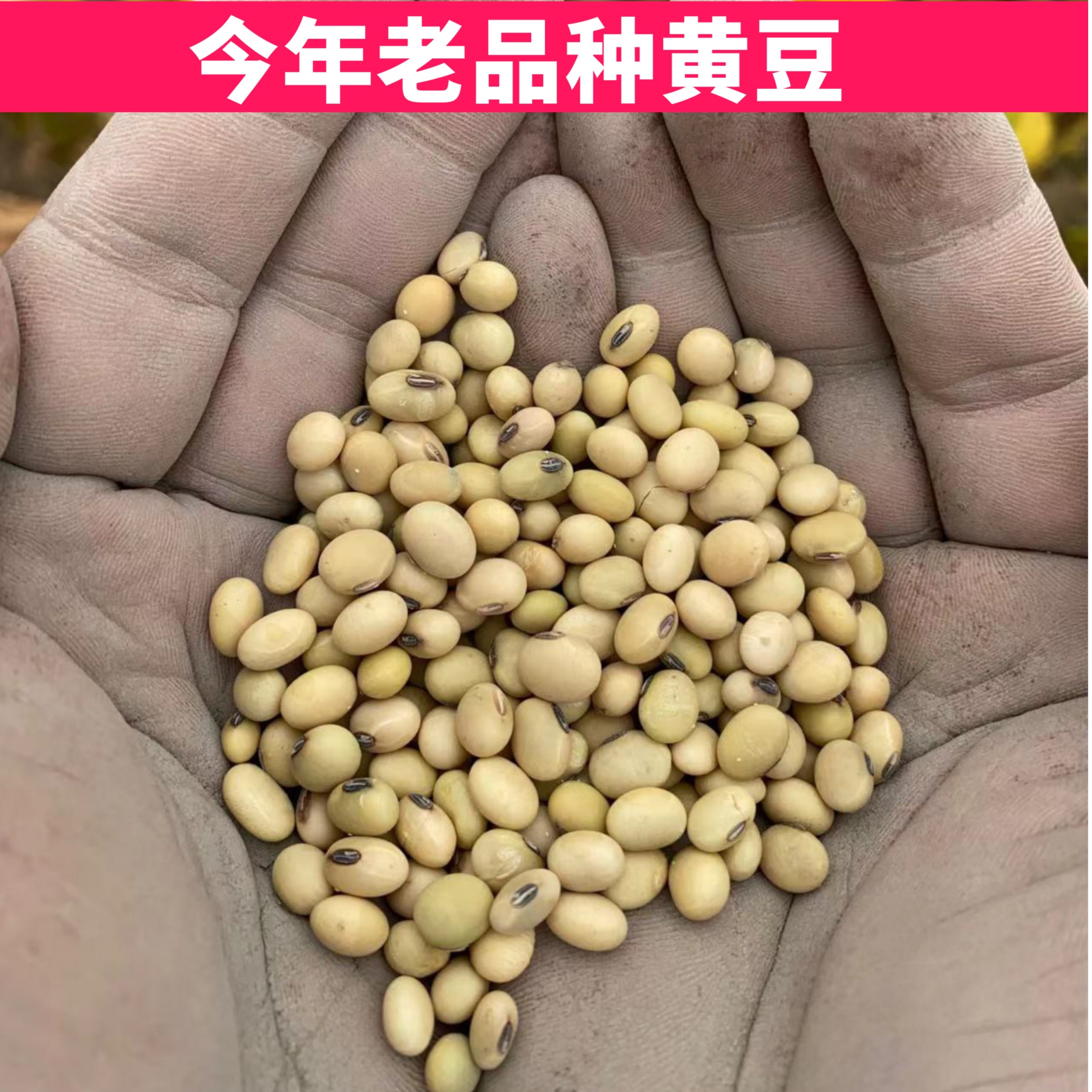 今年新豆椭圆形大豆老品种黄豆可发豆芽专用新豆非基浙江山区