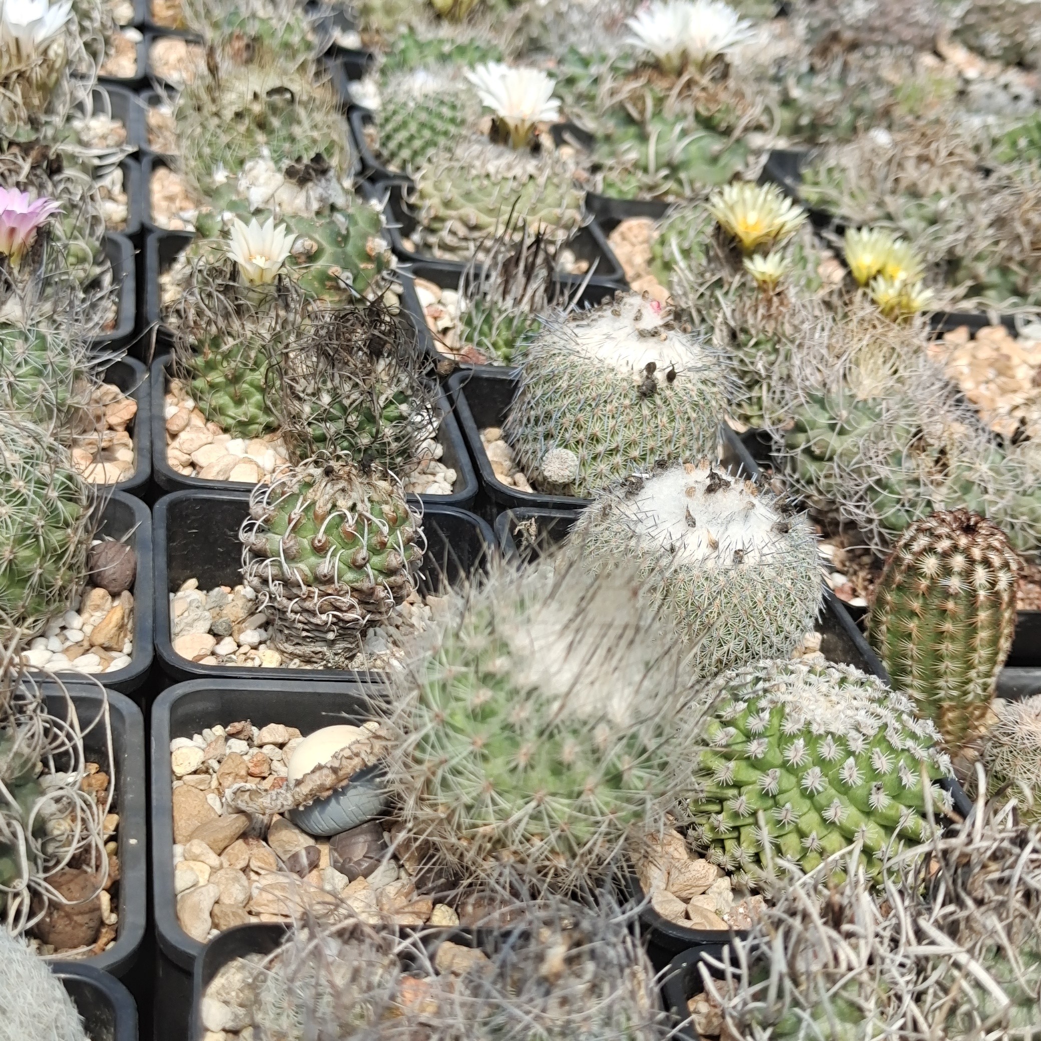 开花漂亮仙人球，好养护，开花勤快