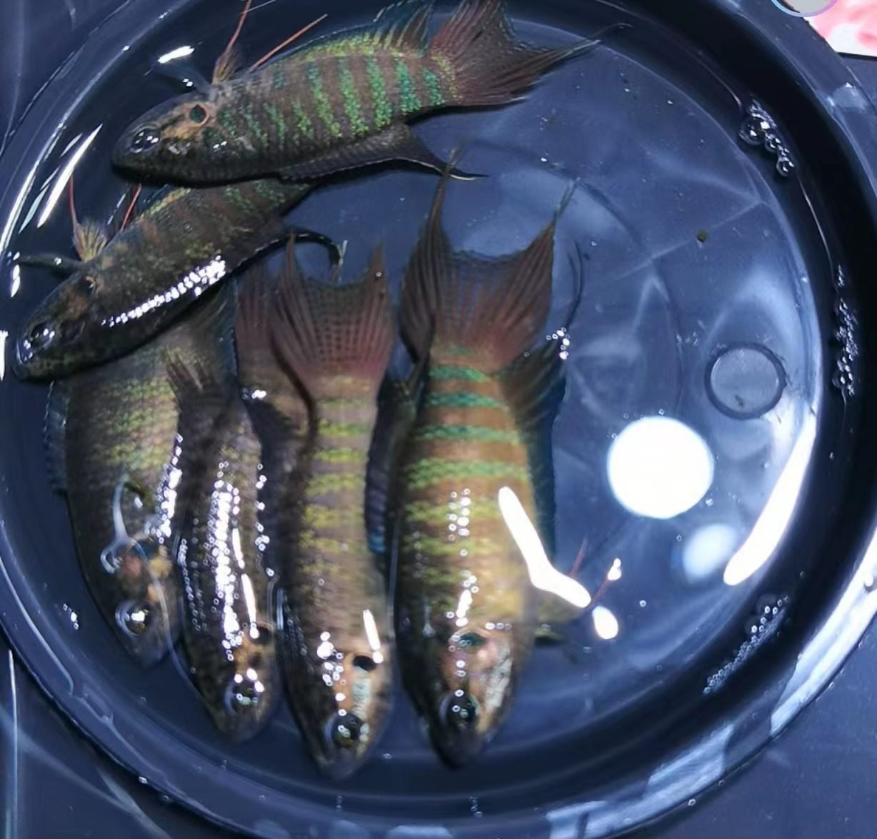 中国斗鱼改良巨普叉鱼苗淡水观赏鱼旁皮婆不换水冷水