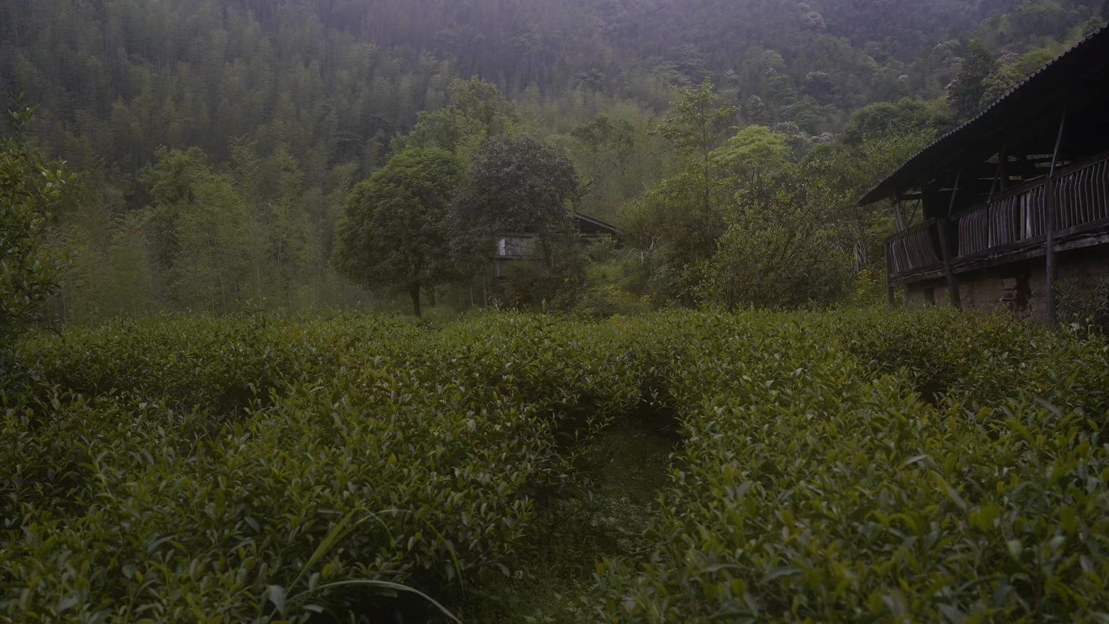 武夷岩茶组合装12泡9款