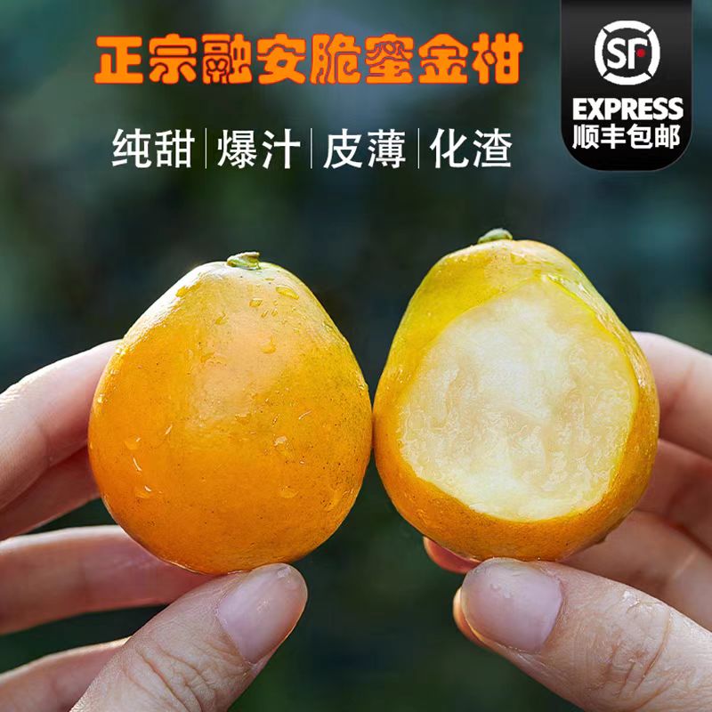 广西融安脆蜜金柑纯甜无籽新鲜水果第三代金桔多汁肉厚化渣细腻