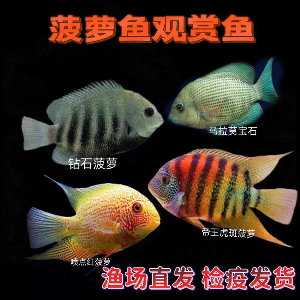 菠萝观赏鱼活体喷点帝王虎斑钻石菠萝鱼热带淡水宠物鱼苗发财活鱼