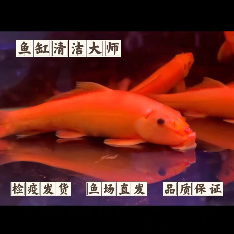 清苔鼠金苔鼠鱼热带观赏鱼清道夫鼠鱼鱼缸除藻鱼清洁鱼活体工具鱼