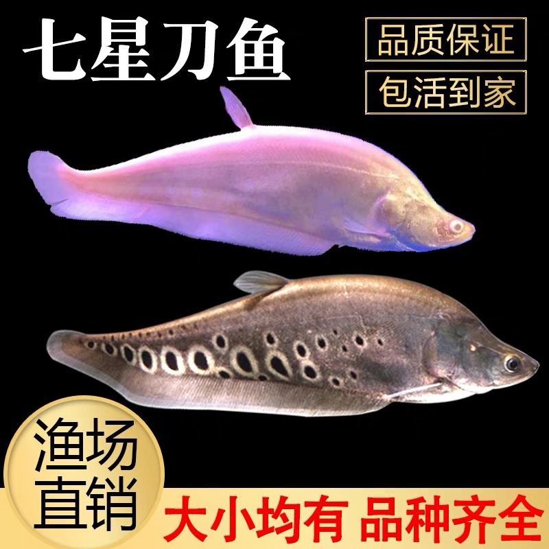 七星刀鱼热带大型观赏鱼七星刀鱼食底层鱼龙鱼配鱼白化七星刀鱼苗