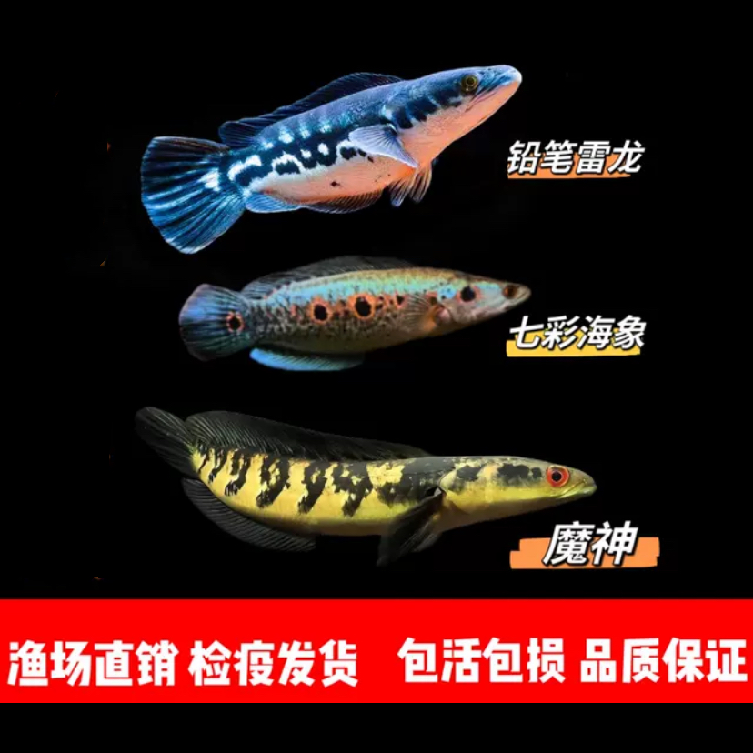 黄魔神雷龙 铅笔苗 铅笔雷龙大型热带观赏鱼皮实好养耐活猛鱼