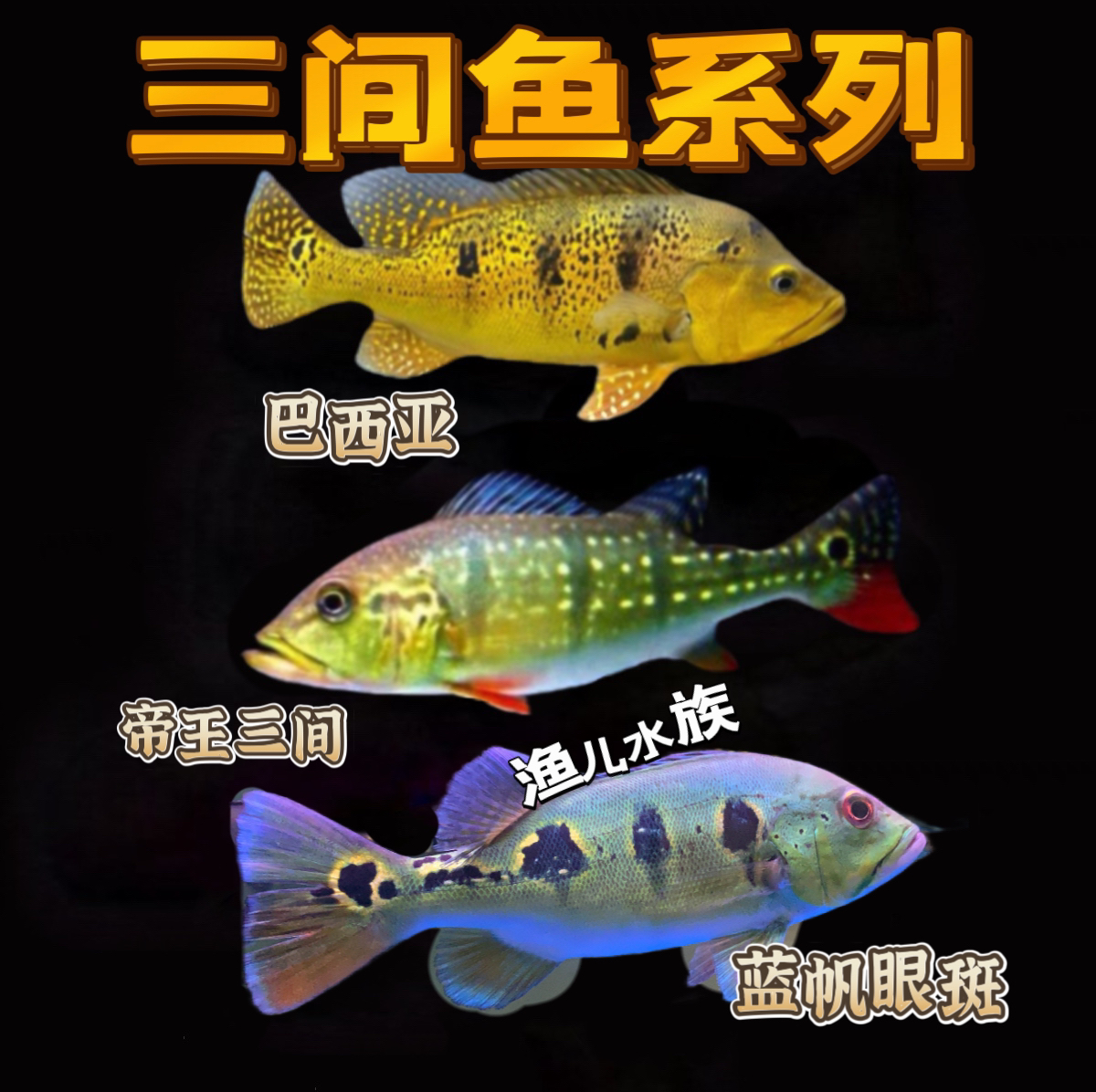 帝王三间鱼活体鱼高端鱼苗虫纹黄金巴西亚金老虎蓝帆眼斑龙鱼配鱼