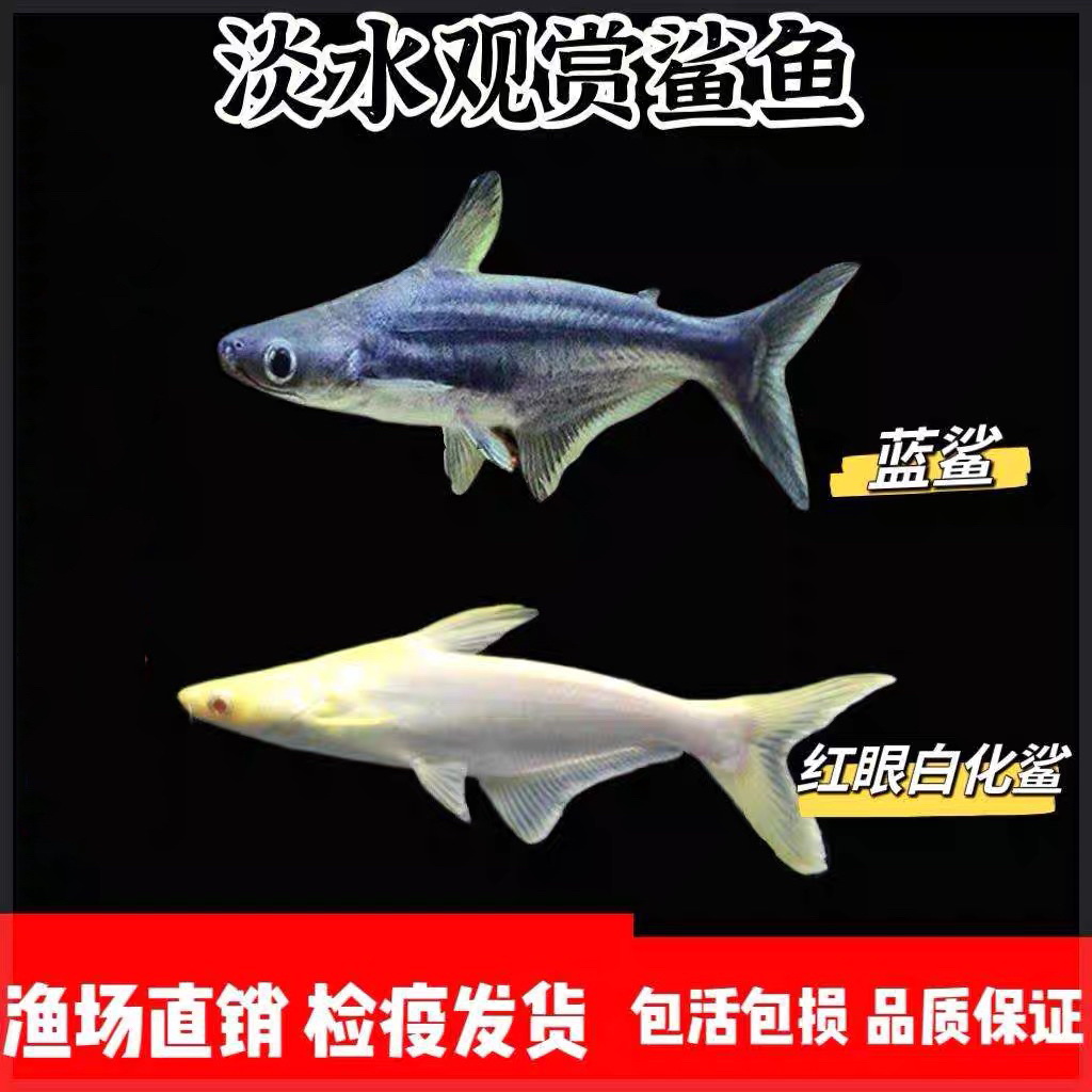 淡水蓝鲨观赏鱼大型热带鱼白化鲨鱼苗龙鱼配鱼清道夫