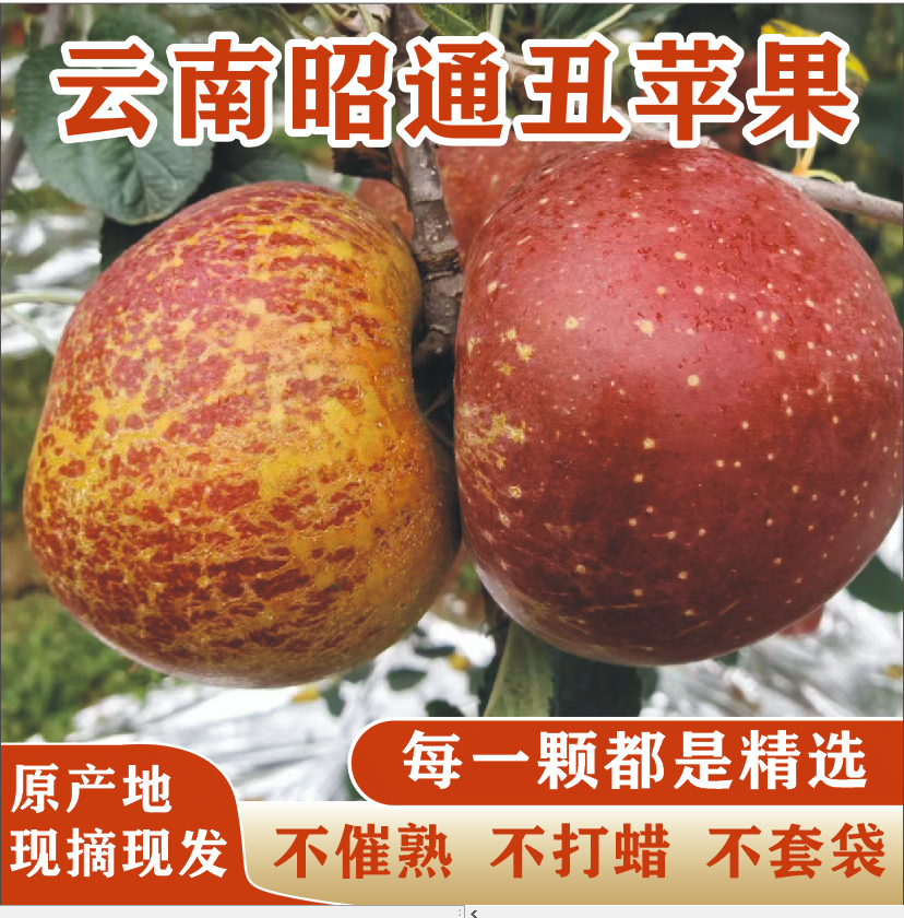 云南昭通糖心丑苹果现摘现发