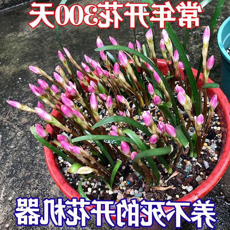 清香型四季开花重瓣风雨兰种球庭院阳台盆栽花卉植物好养易活韭兰