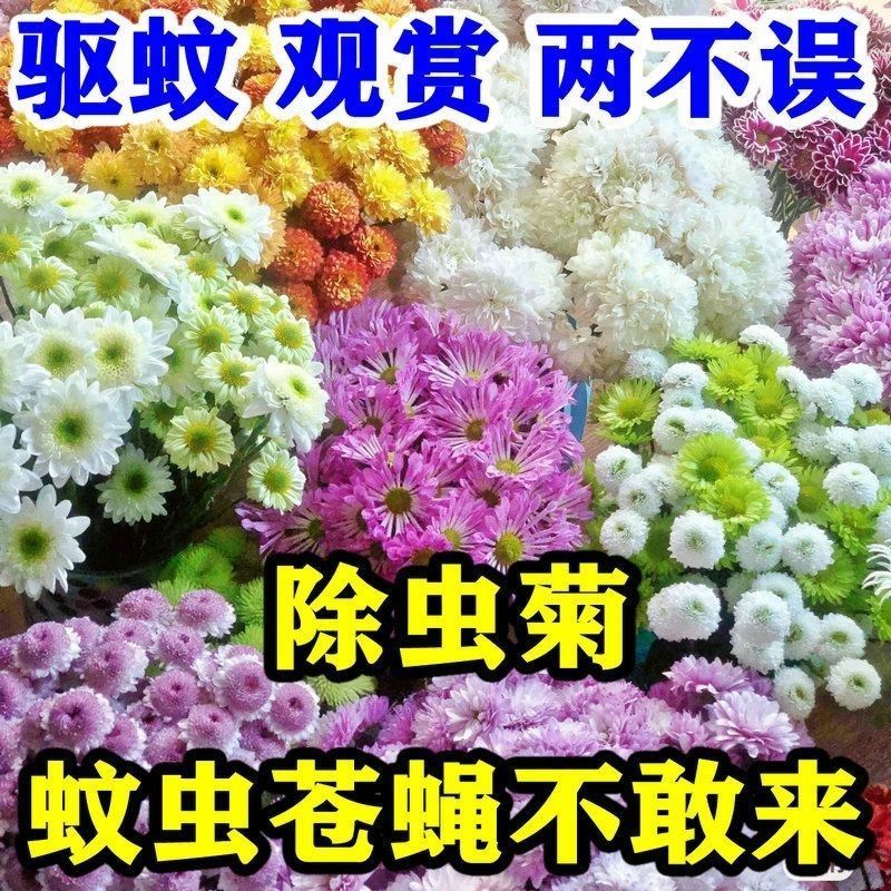 混色除虫菊驱虫菊种驱蚊花种植物多年生四季种植易活驱蚊盆栽庭院