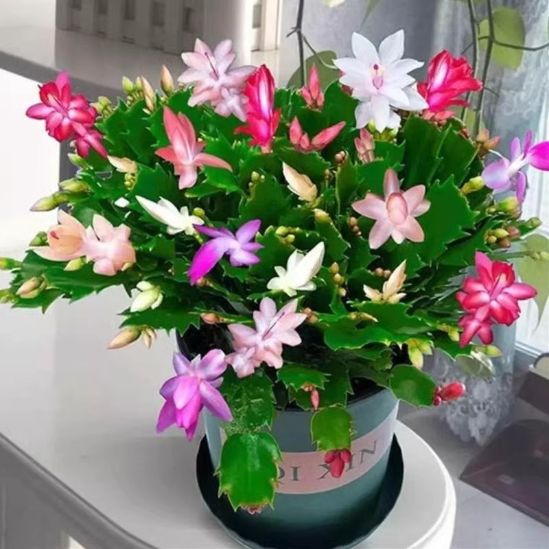 蟹爪兰盆栽带盆多色花苗绿植物室内四季开花卉好养螃蟹抓莲