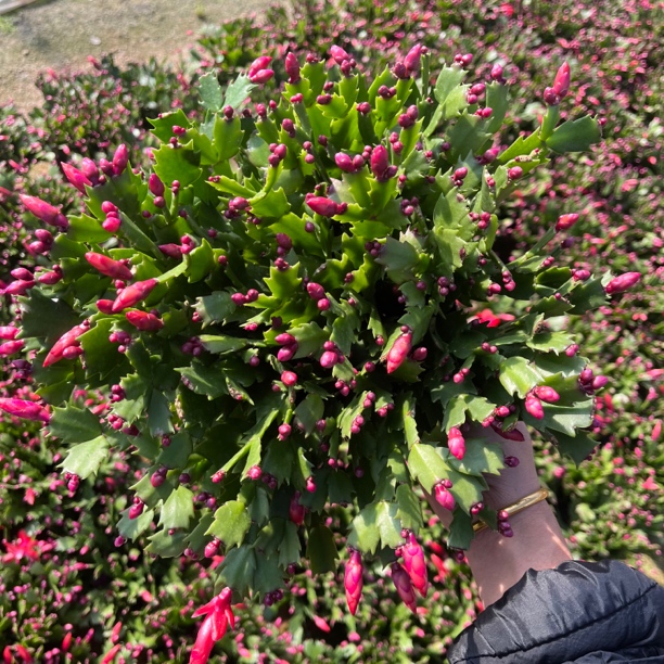 国旗红大红蟹爪兰懒人花卉好养易活带花苞发货