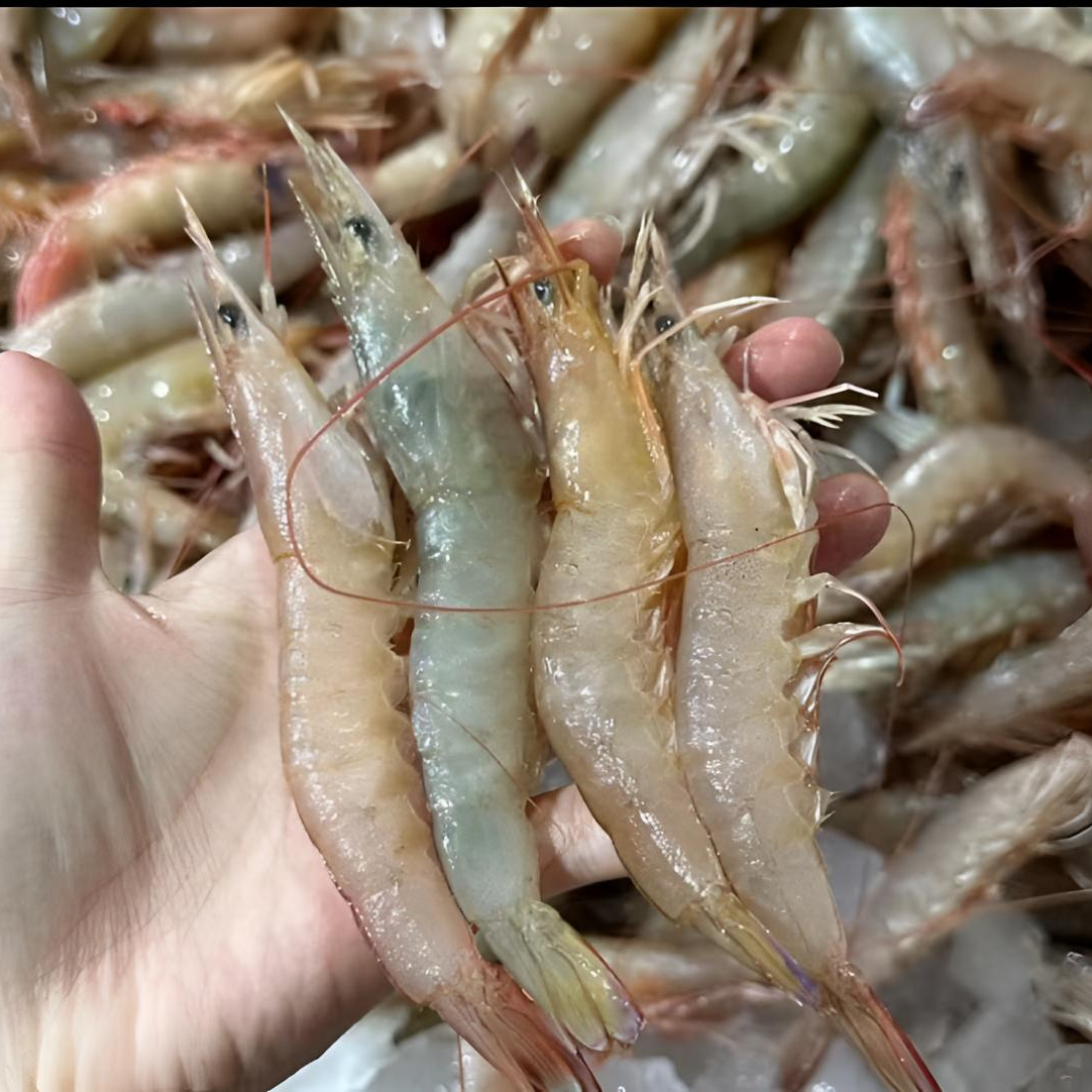 【保肥保鲜不保活】野生沙卢虾海捕天然麻虾一口气