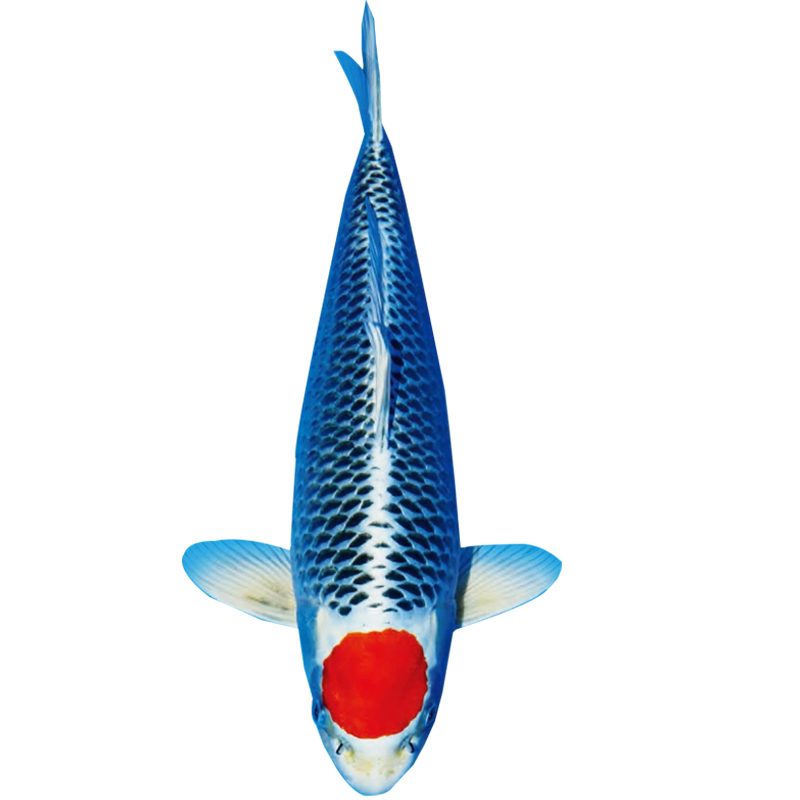 {超萌好物}锦鲤活鱼纯种红白黄金锦鲤鱼活鱼红白，大正，昭和，