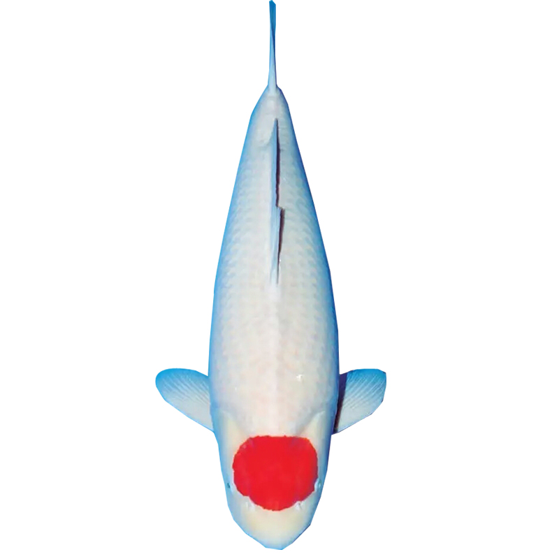 {超萌好物}纯种锦鲤活鱼 红白 昭和  淡水 精品观 赏鱼活体 大型