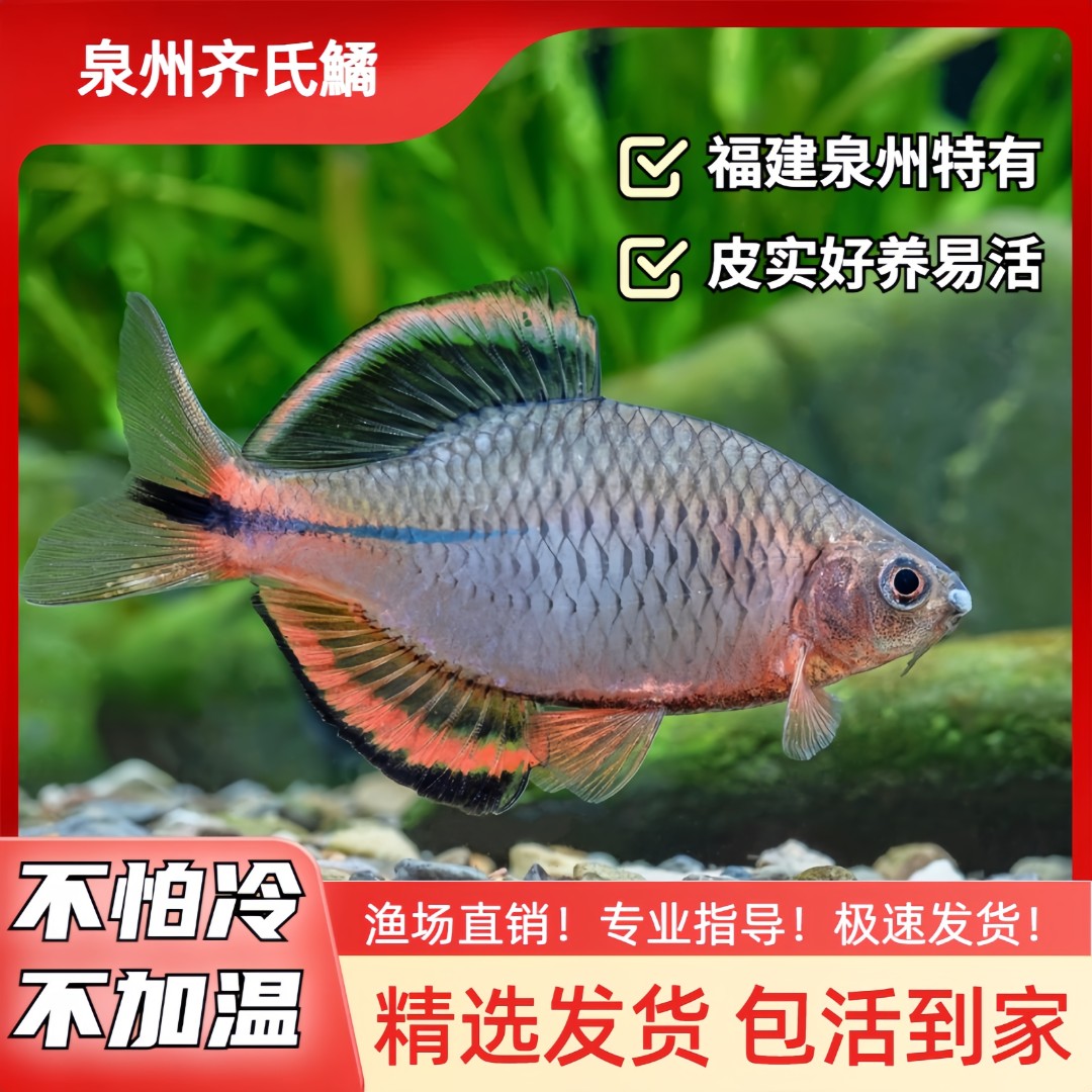 鱊你同行泉州齐氏鱊鳑鲏鱼冷水小型观赏鱼不加温皮实好养观赏鱼