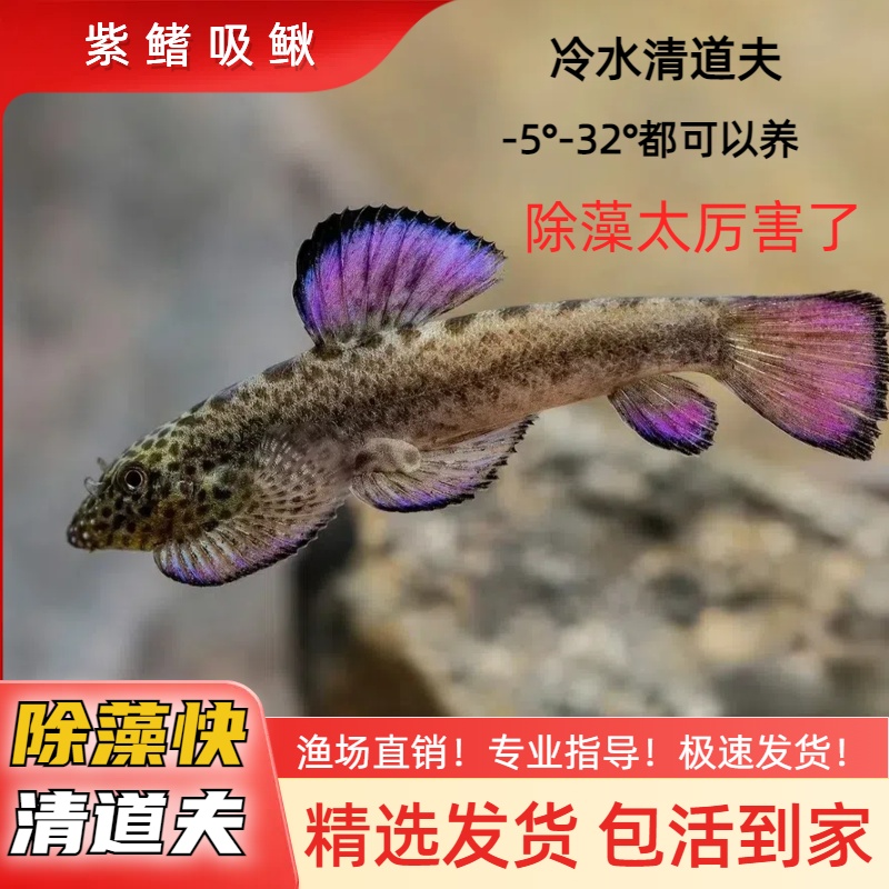 特价吸鳅 鱼缸清洁工 爬岩鳅 冷水淡水不加温 工具鱼擦玻璃吃垃圾