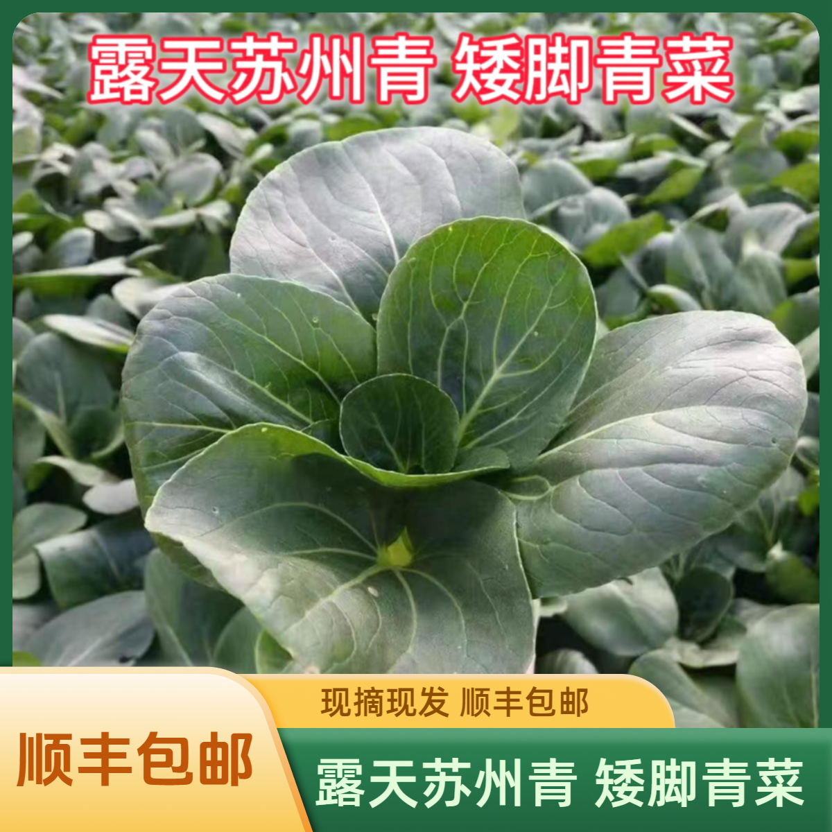 苏北露天苏州青 矮脚青菜 现摘现发 顺丰包邮