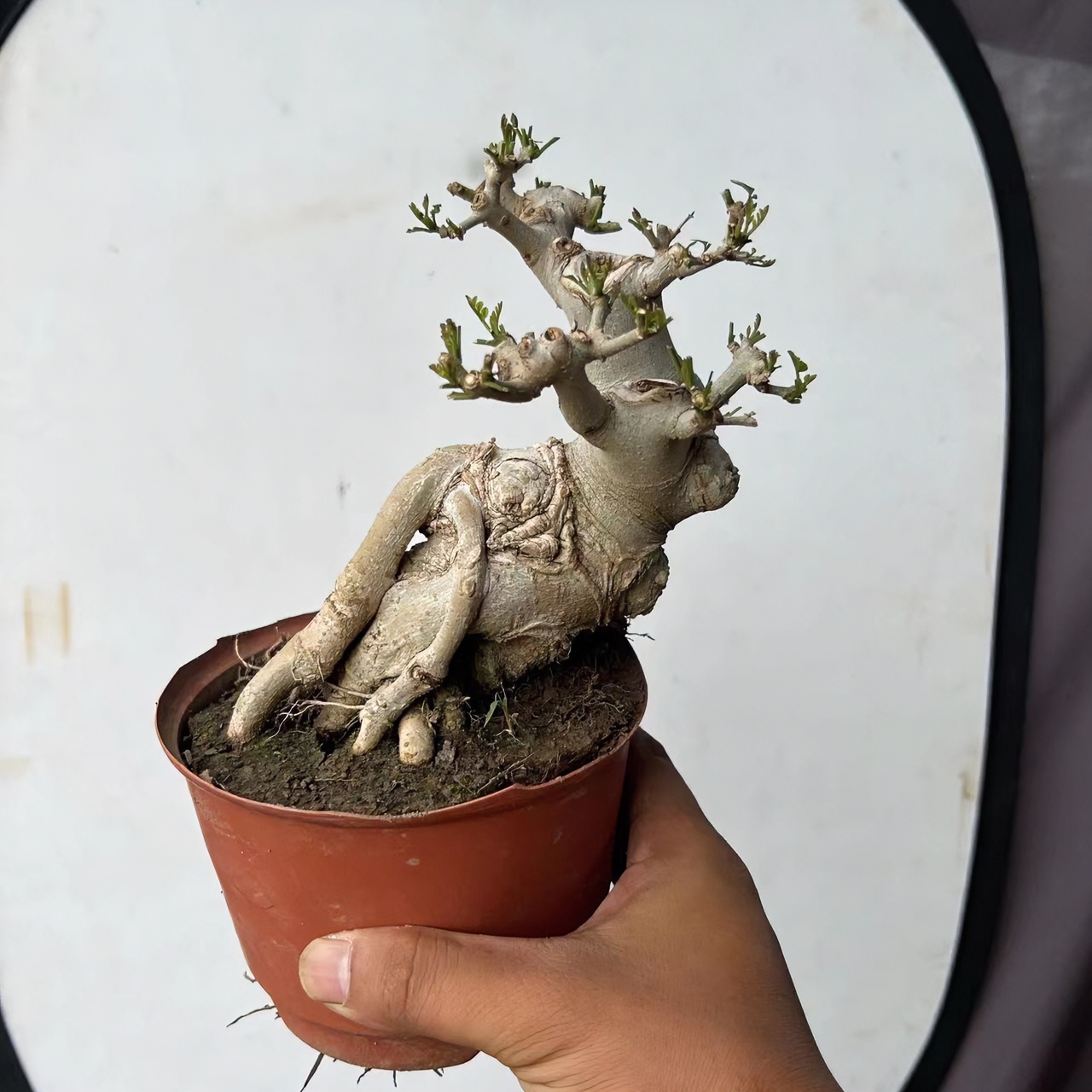 【念椿源】矮霸对节白蜡盆景榆树黄杨骨架室内外阳台庭院种植微盆景