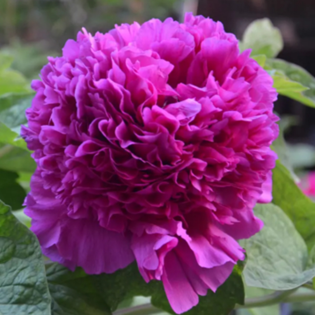 （首案红）牡丹大苗盆栽室内外庭院绿植正宗观赏重瓣牡丹