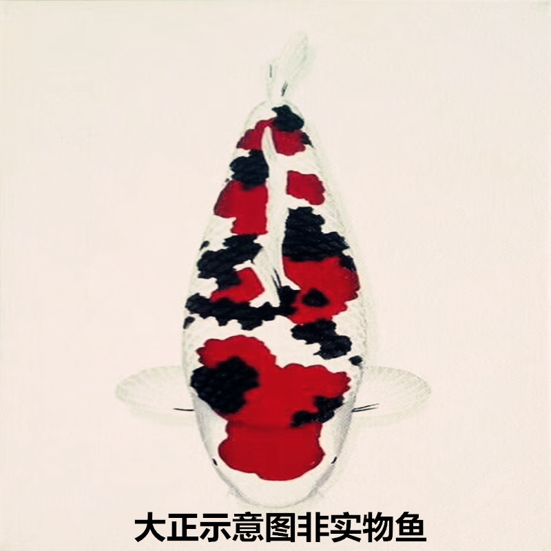 大尺寸锦鲤观赏鱼昭和大正红白活鱼