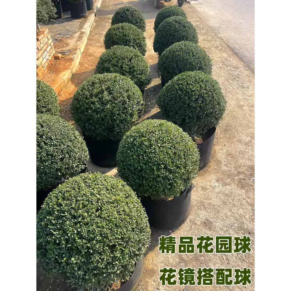 龟甲冬青球冬青球冬青先令川滇蜡树齿叶耐寒花园设计花镜植物