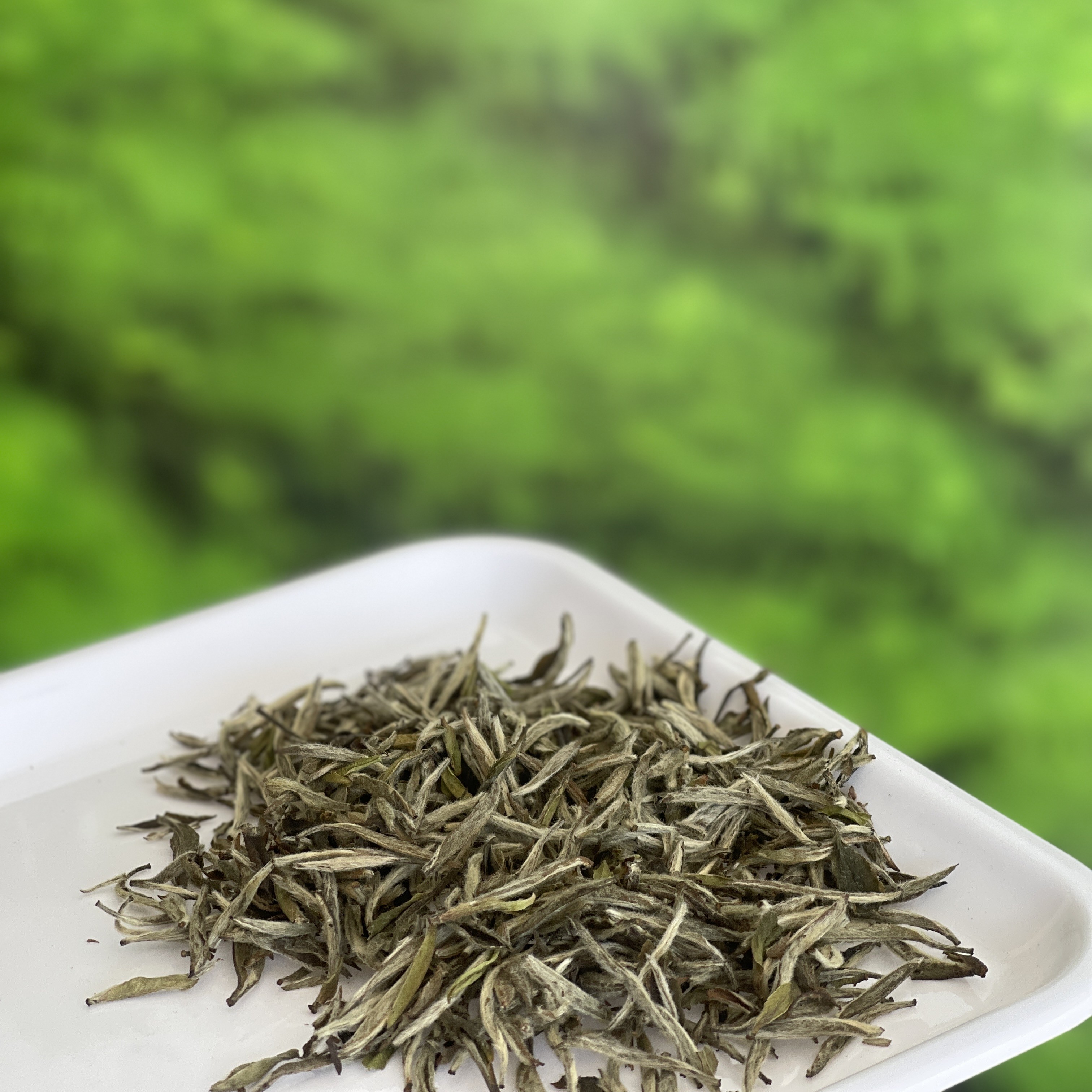 2021年高山白茶 白毫银针