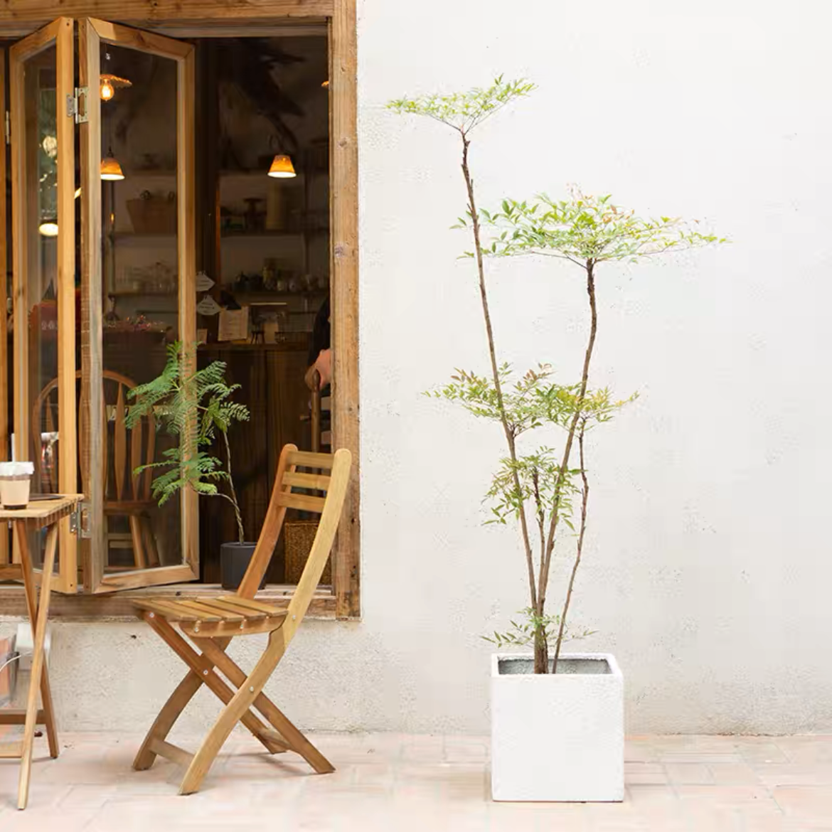 【寻找】网红南天竹盆栽室内外吸甲醛植物庭院阳台客厅净化空气