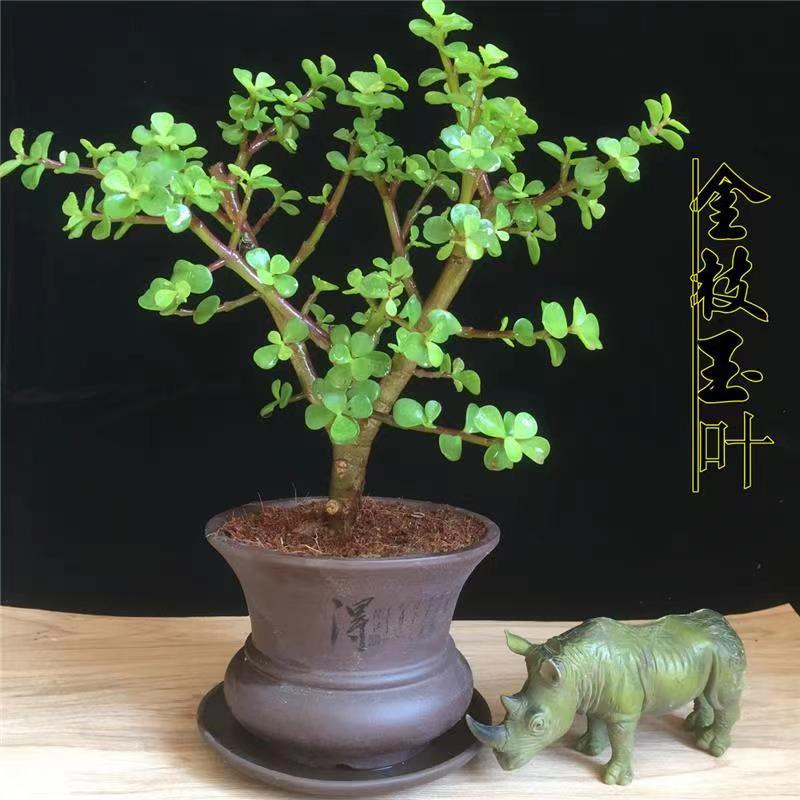 老桩金枝玉叶多肉盆栽雅乐之舞玉树植物室内室外花卉四季常青