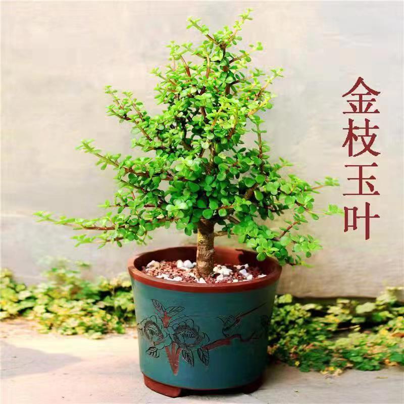 多肉老桩盆栽金枝玉叶雅乐之舞玉树植物室内室外花卉四季常青