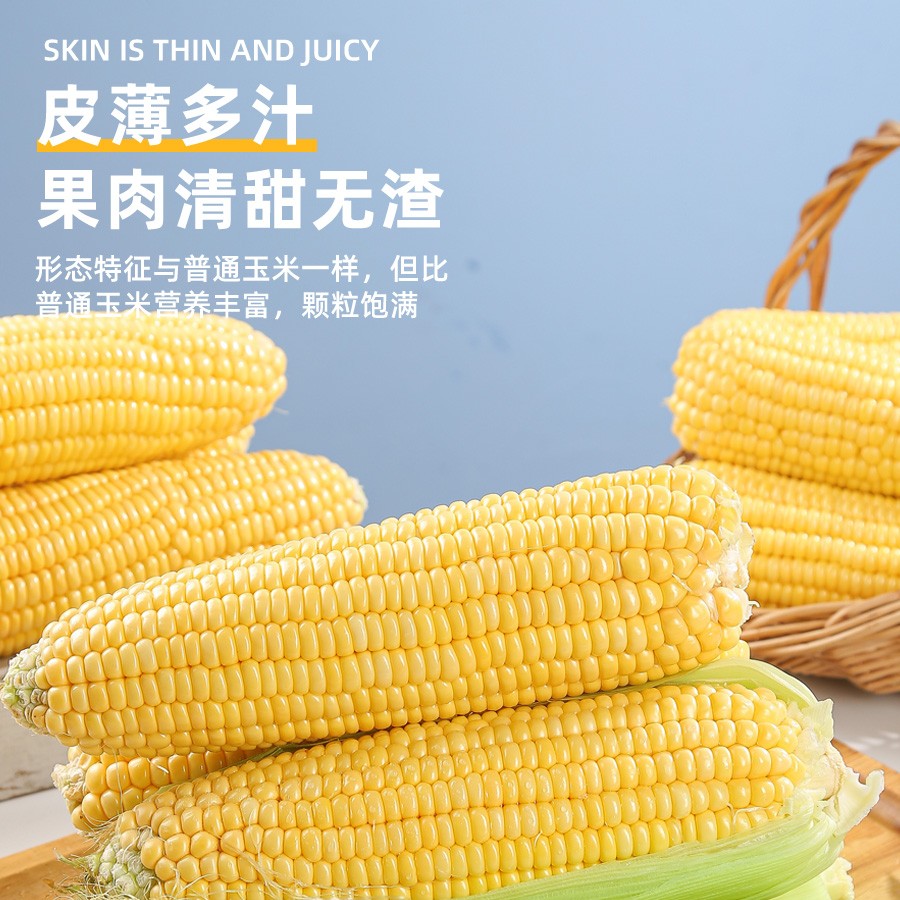 粤北连州新鲜玉米甜玉米水果玉米产地直发当天采摘当天发货