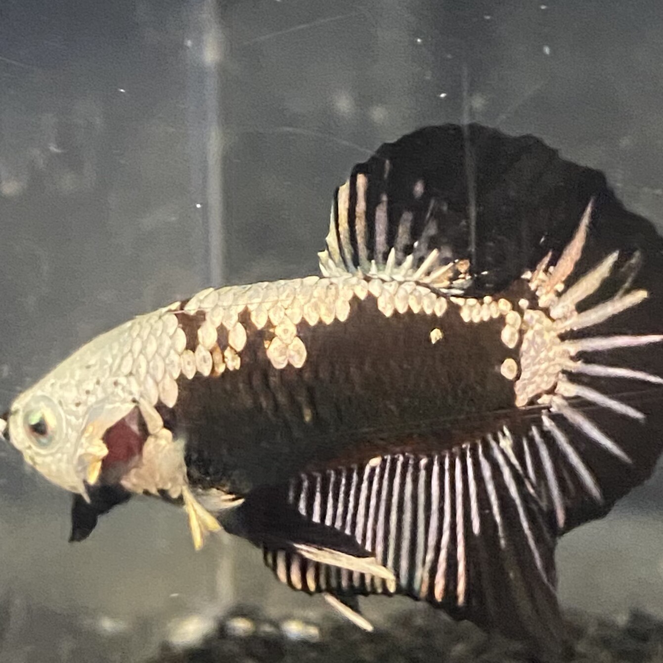 200号-299号泰国斗鱼活鱼鱼苗饲料鱼缸巨斗半月热带小型鱼