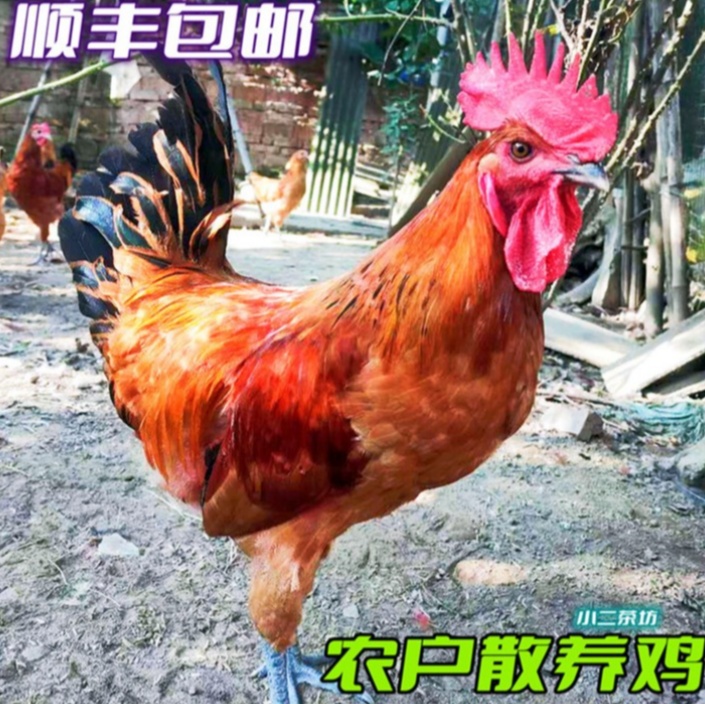 土鸡土公鸡老公鸡包邮食用农产品