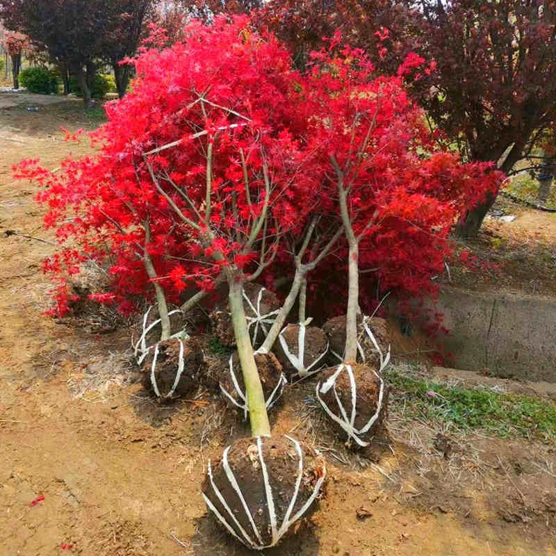 红枫树苗四季中国红庭院美国日本紅舞姬盆景园林绿化植物苗木抗寒