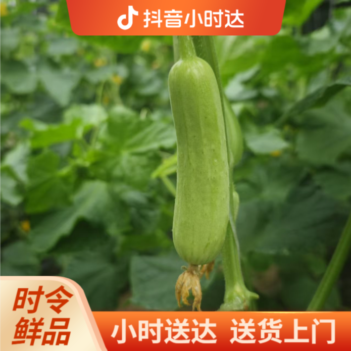 【水果黄瓜产地直发】水果黄瓜新品上市脆嫩清甜3斤29.8元新鲜